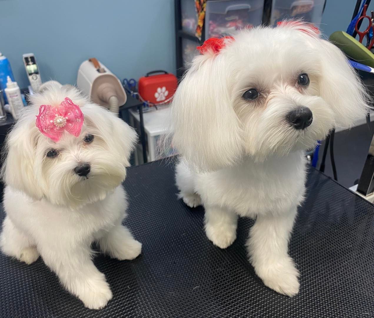 A dog is sitting on a table with a lot of hair on it.