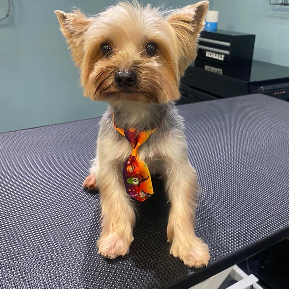 A dog is sitting on a grooming table in a grooming salon.