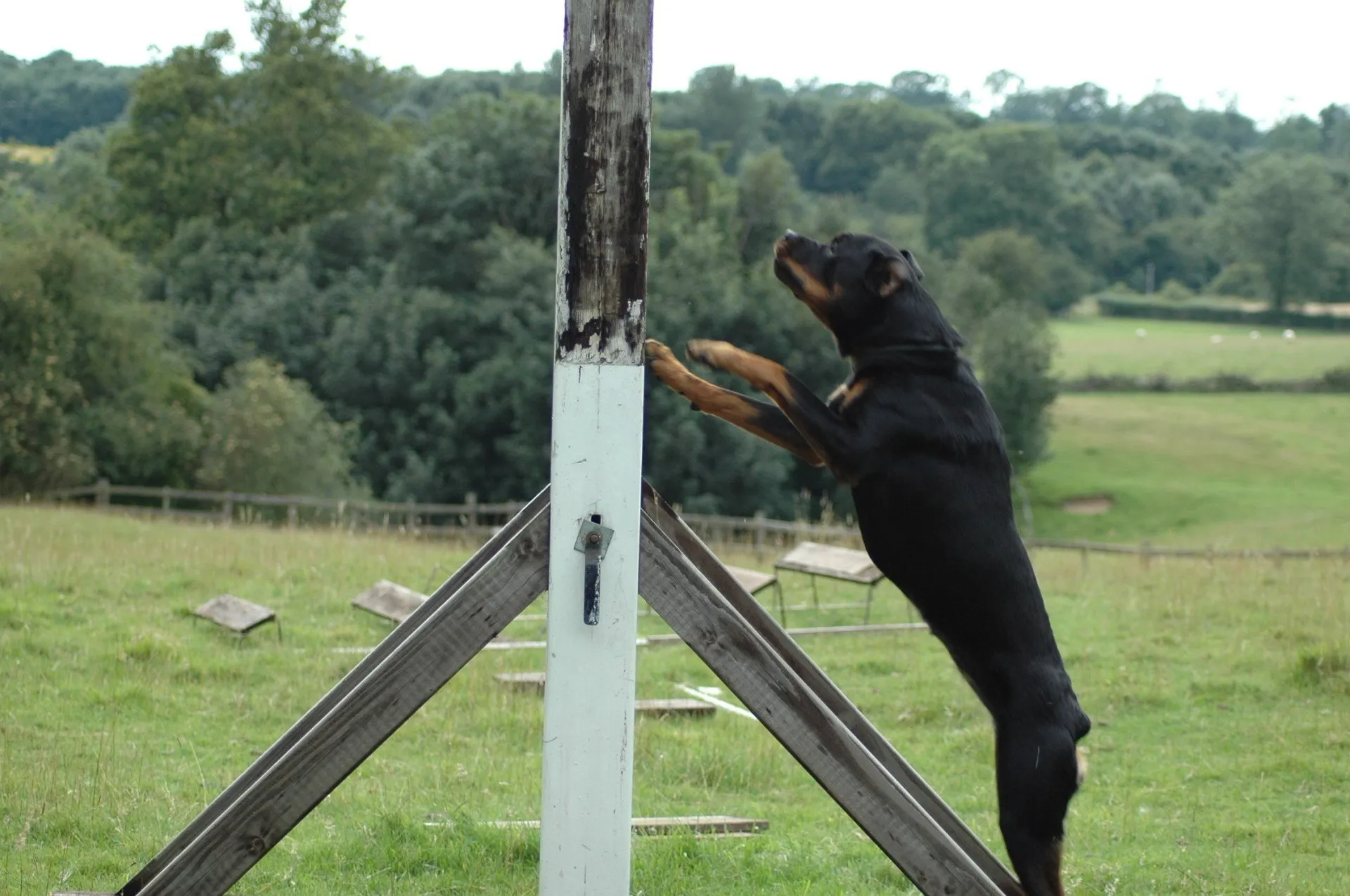 Rottweiler doing a 6' scale