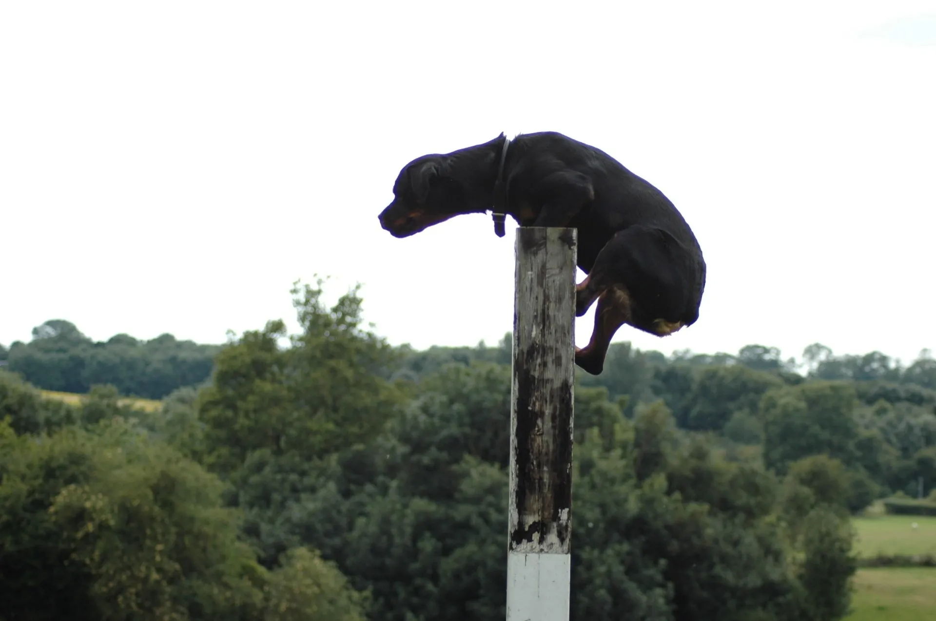 Rottweiler doing a 6' scale