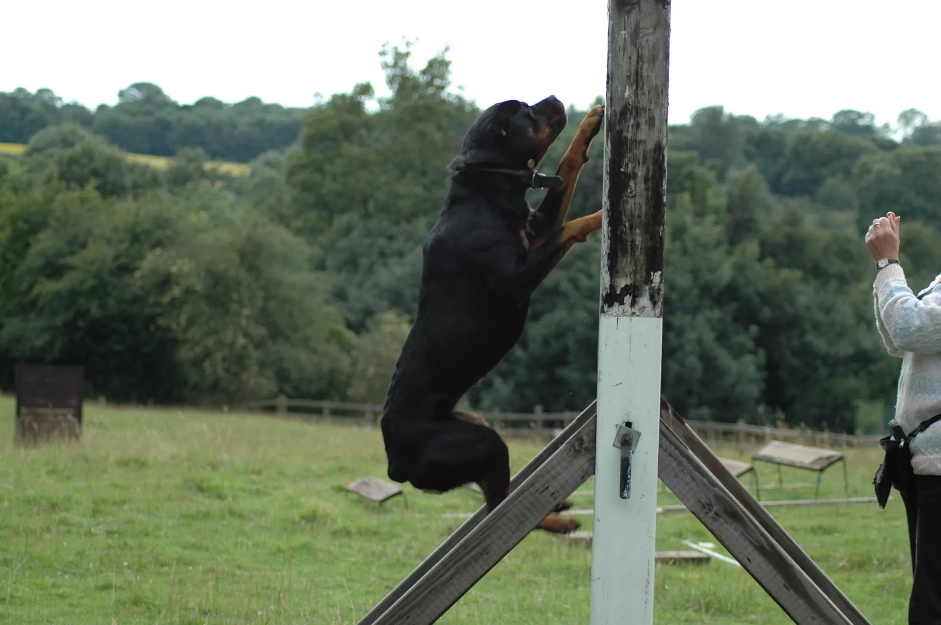 Rottweiler doing a 6' scale