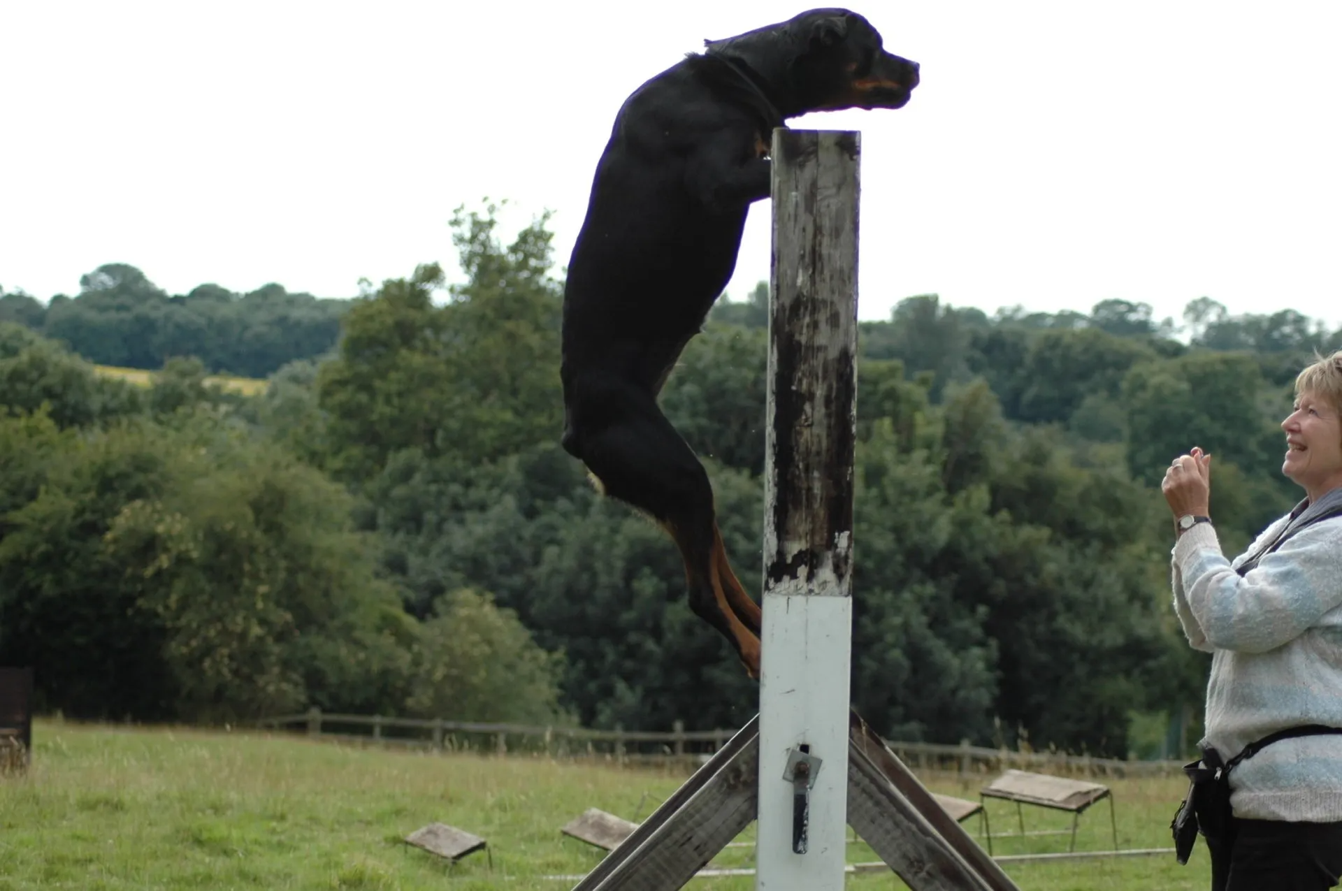 Rottweiler doing a 6' scale