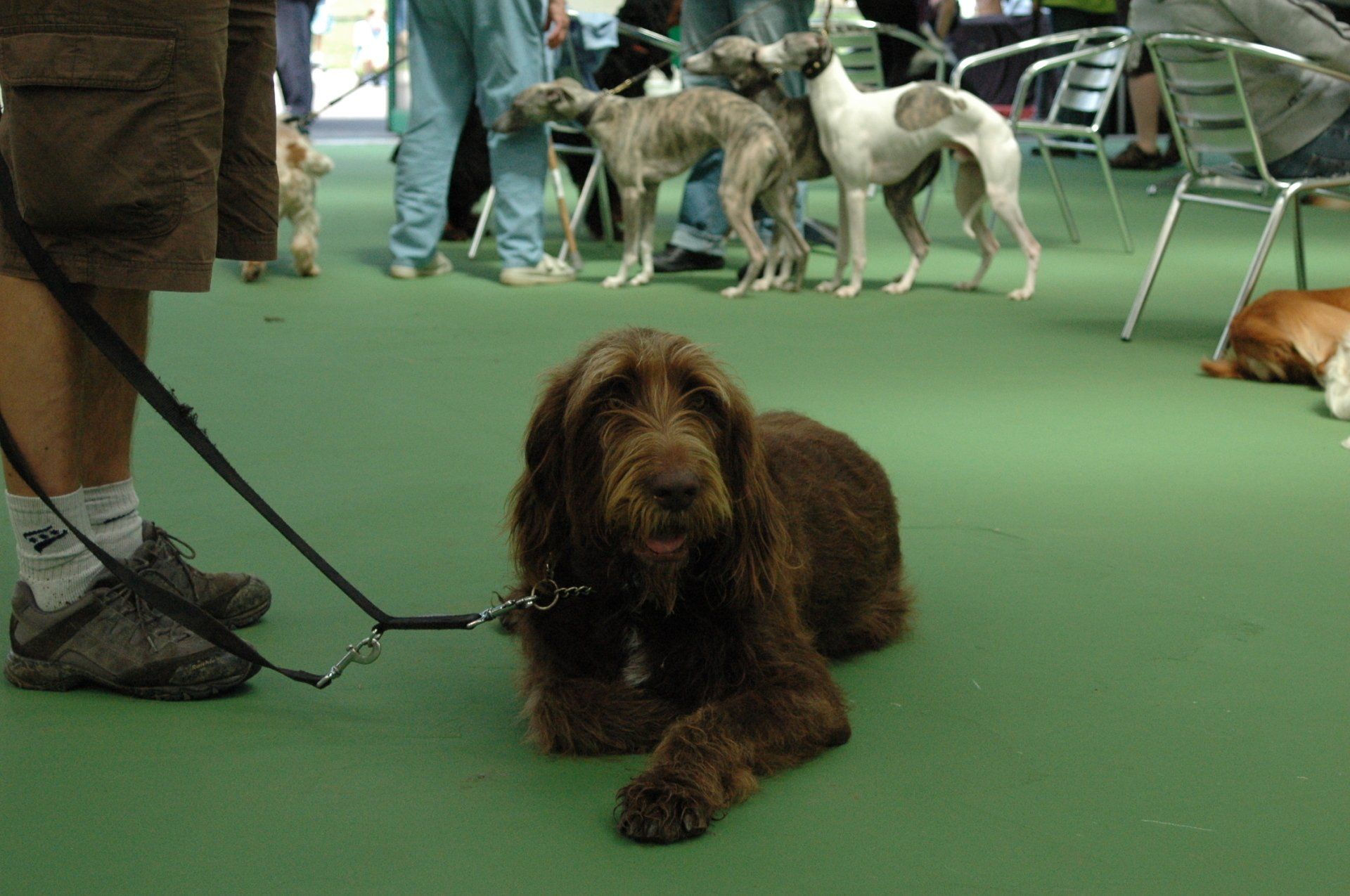 A dog at the club's 60th birthday party in 2012