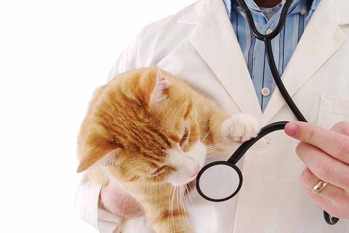 CLÍNICA VETERINARIA ADRIÁN ZAMORA