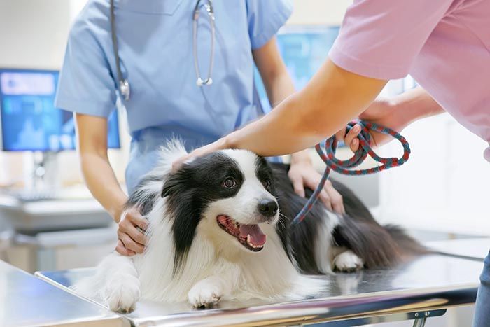 Equipo de Rayos X y Ultrasonido - CLÍNICA VETERINARIA ADRIÁN ZAMORA