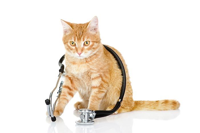 CLÍNICA VETERINARIA ADRIÁN ZAMORA