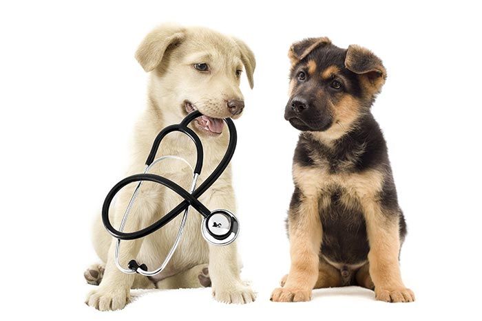 CLÍNICA VETERINARIA ADRIÁN ZAMORA