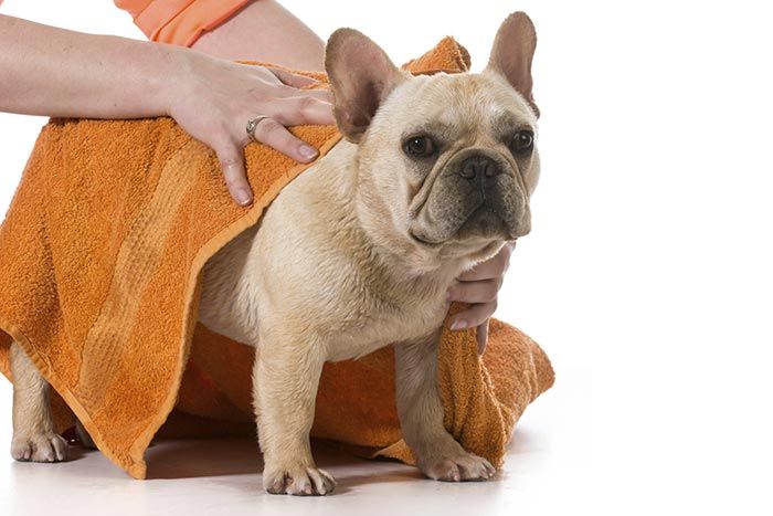 CLÍNICA VETERINARIA ADRIÁN ZAMORA