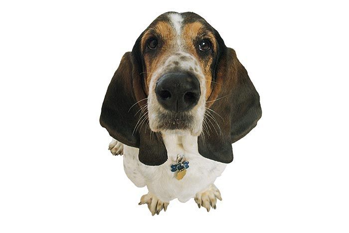 CLÍNICA VETERINARIA ADRIÁN ZAMORA