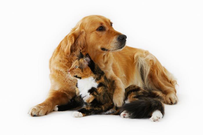 CLÍNICA VETERINARIA ADRIÁN ZAMORA