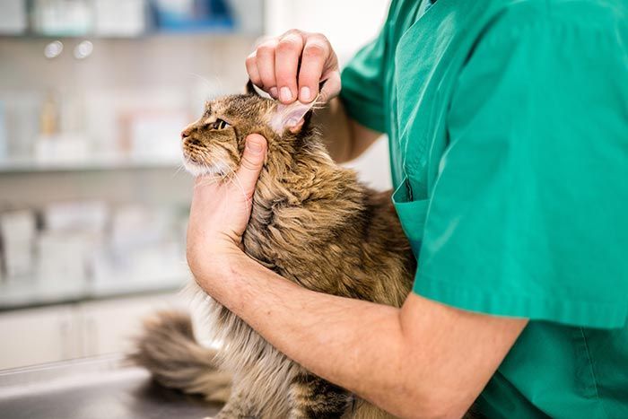 CLÍNICA VETERINARIA ADRIÁN ZAMORA