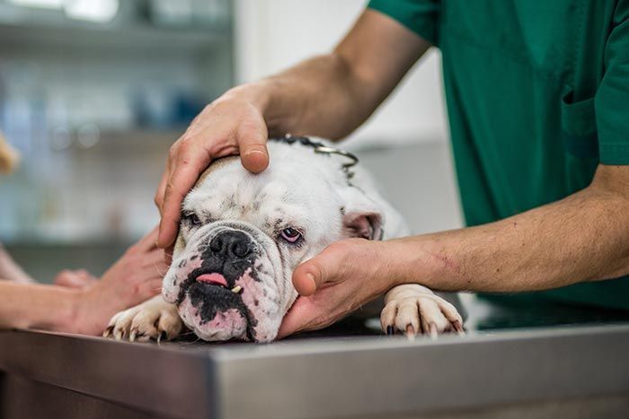 CLÍNICA VETERINARIA ADRIÁN ZAMORA