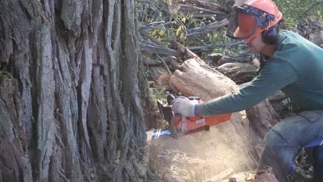 A person in protective gear uses a chainsaw to cut into the base of a large, thick-barked tree in a wooded area.