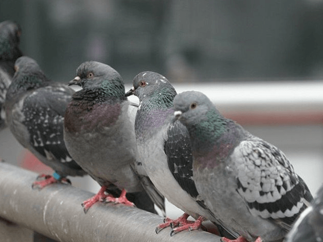 pigeons