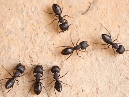 FOURMIS
