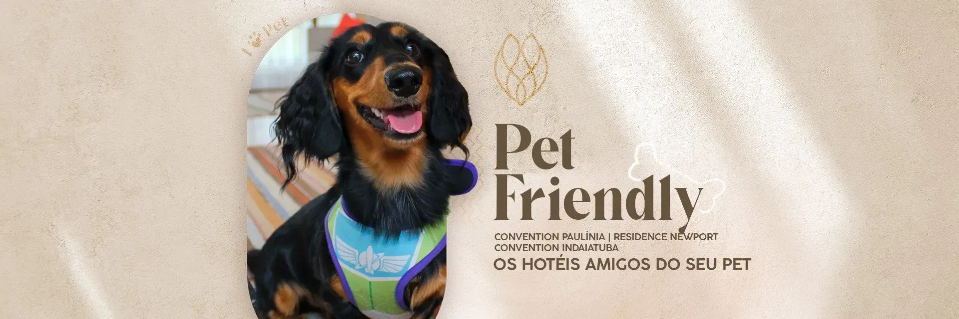 Uma foto de um dachshund com as palavras `` pet friendly '' escritas nele.