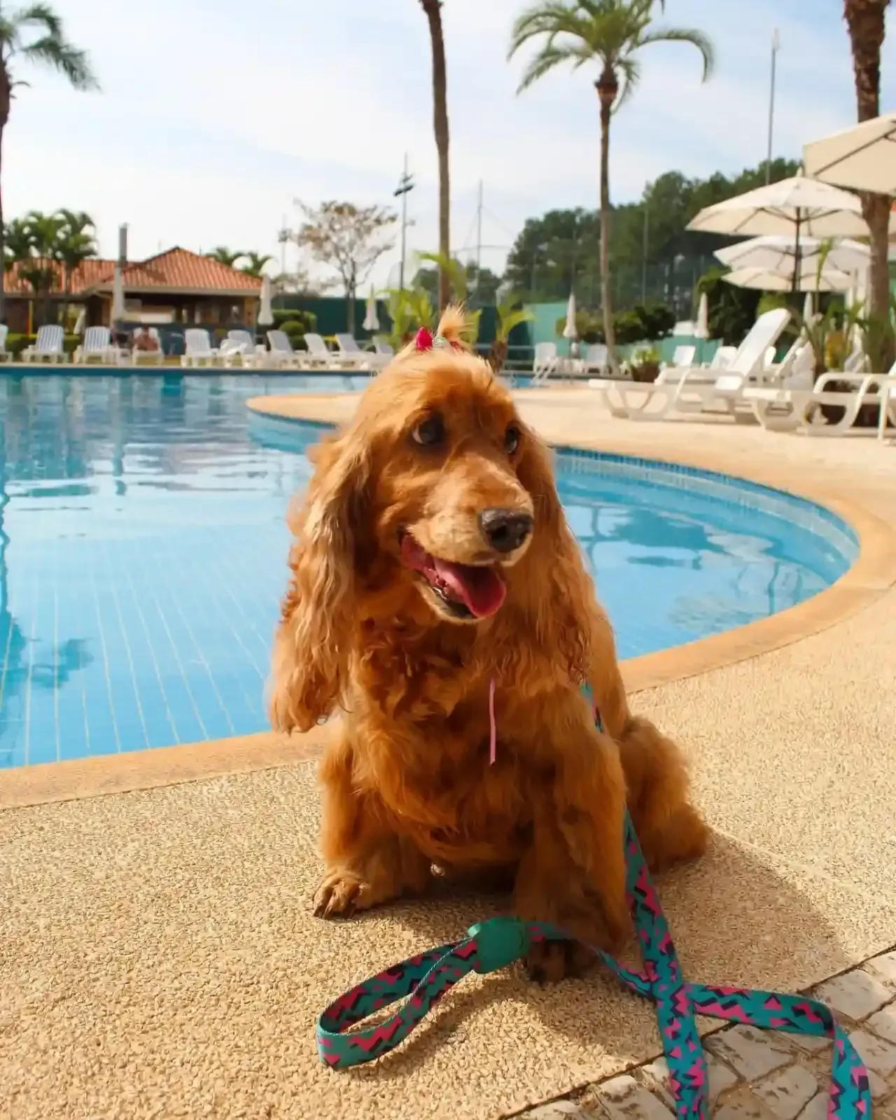 Um Cocker Spaniel dourado está sentado perto de uma piscina, com a coleira presa. Dia ensolarado, ambiente de resort.