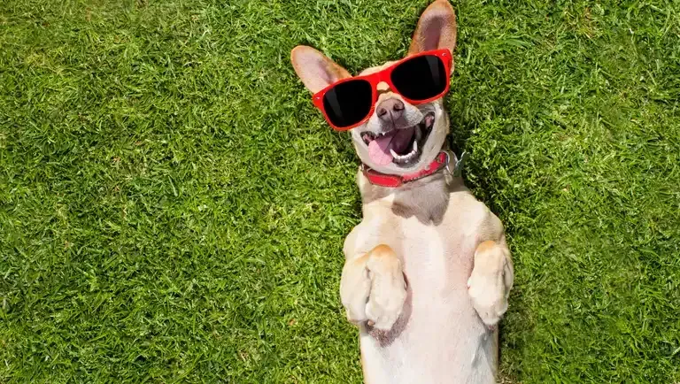 Cachorro feliz deitado na grama, usando óculos escuros vermelhos, com expressão alegre e brincalhona, excelente para fotos divertidas ao ar livre.
