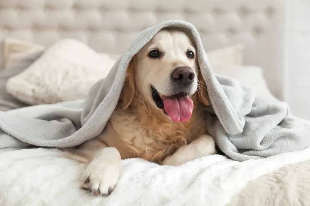 Cão golden retriever debaixo de um cobertor cinza em uma cama, com a língua para fora, sorrindo.