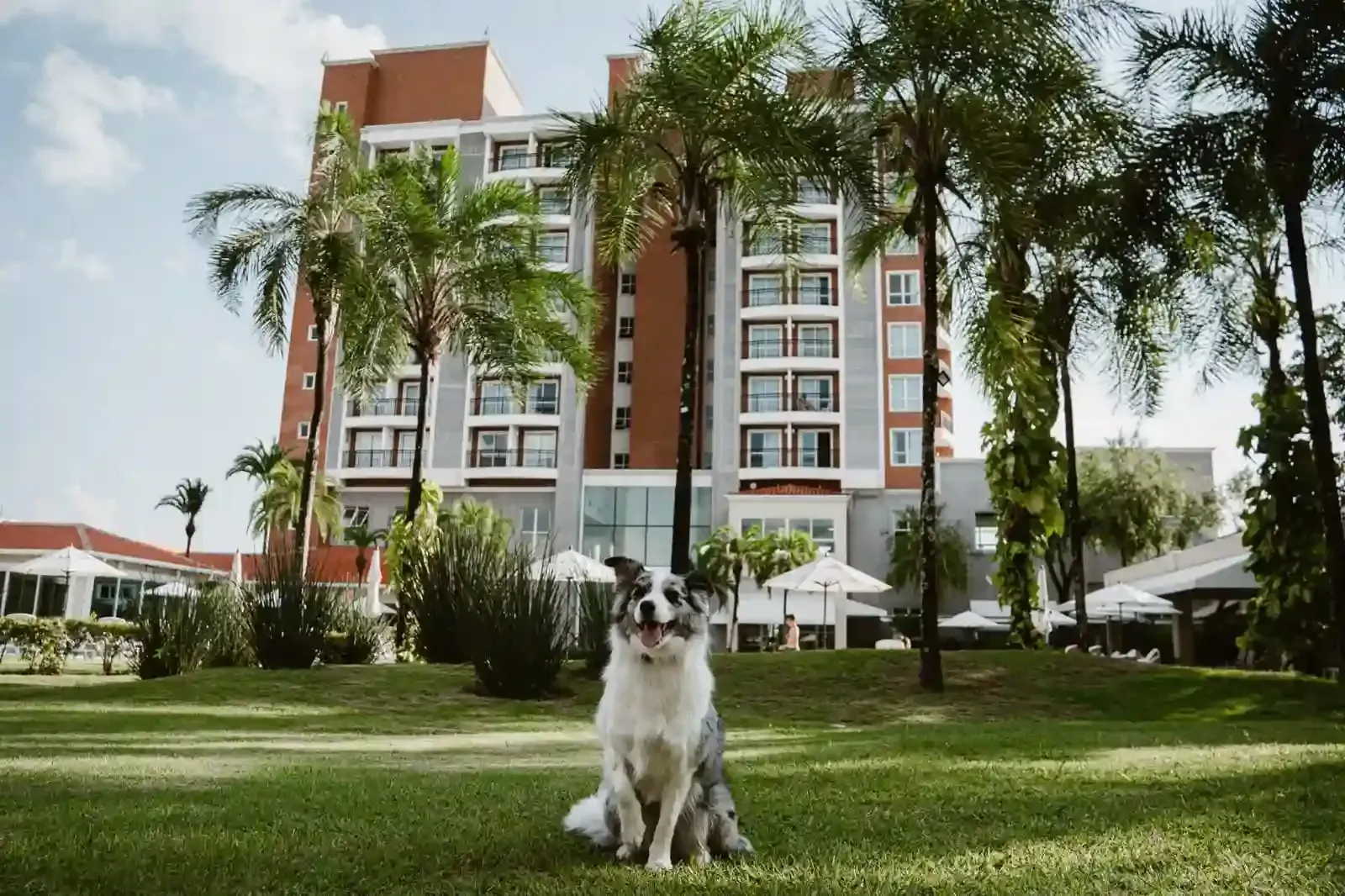 Cachorro sentado na grama em frente a um hotel, com árvores ao fundo.