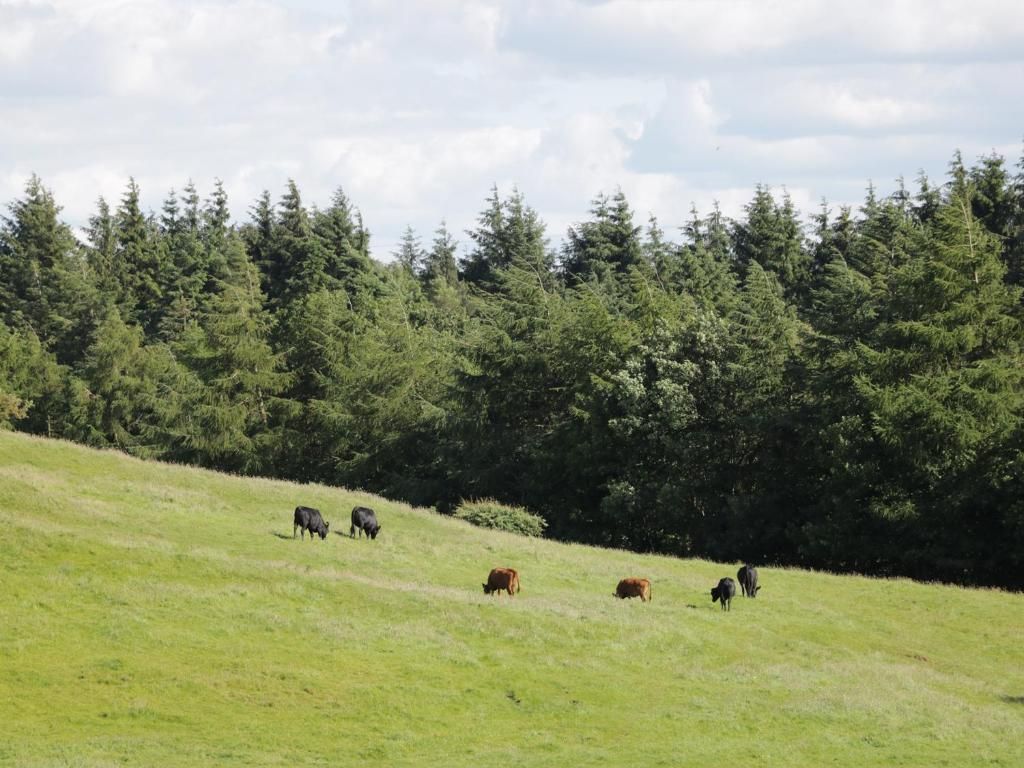 Cows grazing in a green meadow with a backdrop of a dense evergreen forest under a cloudy sky.