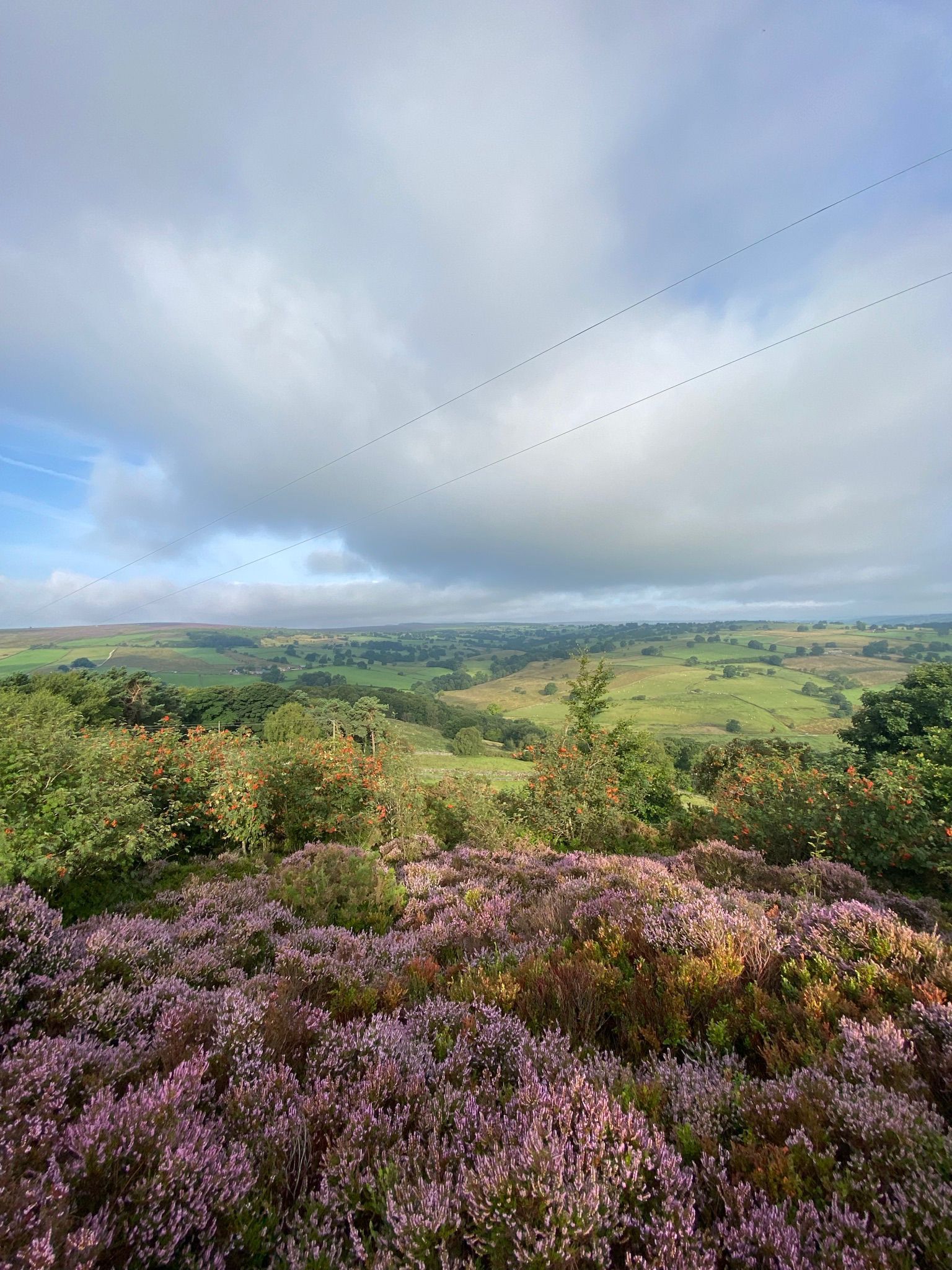 Purple heather blooms in foreground, green valley in background under cloudy sky.