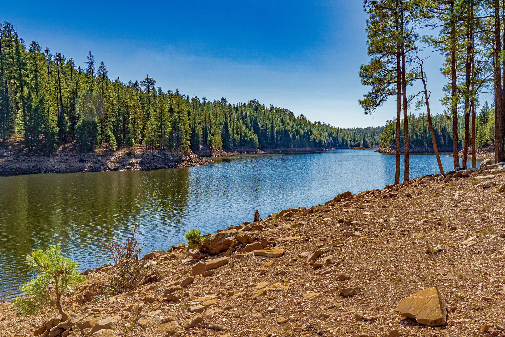 Lake surrounded by pine trees and rocky shoreline under a clear blue sky.