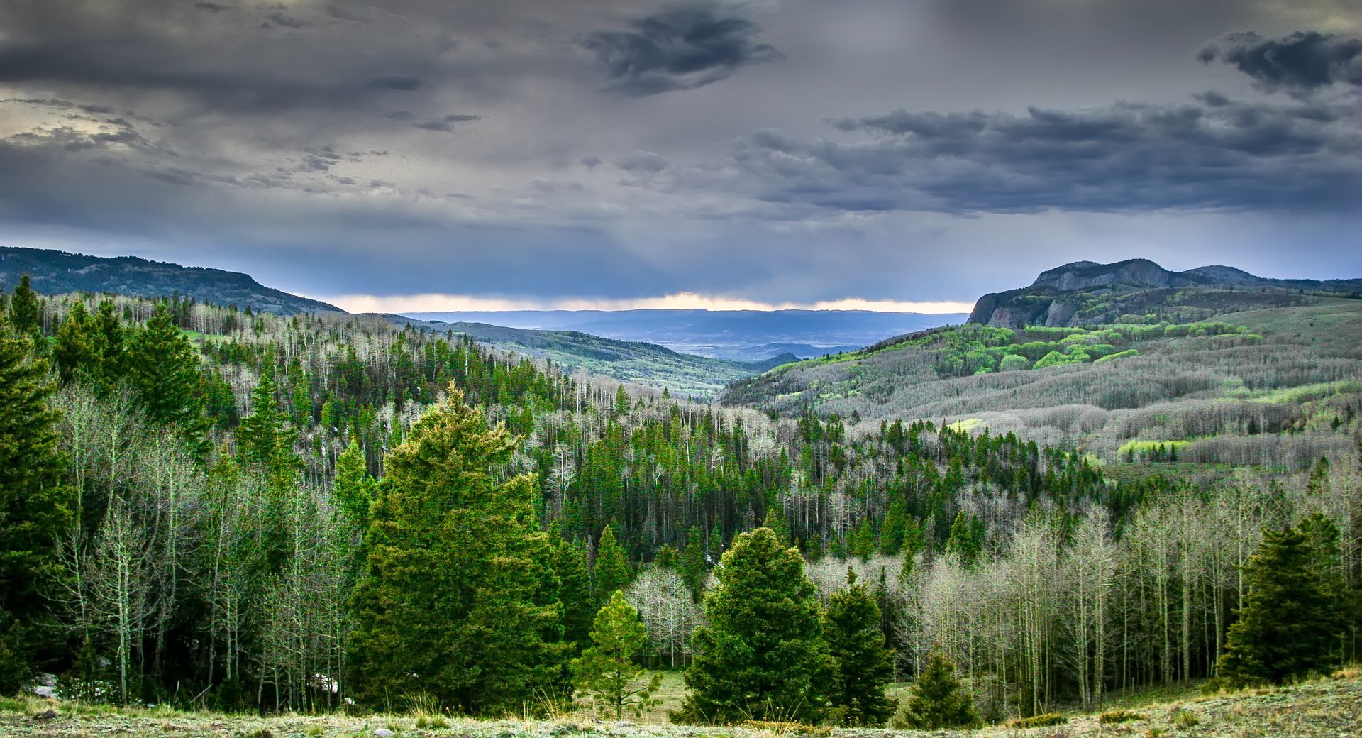 Forest valley with dark clouds, green and grey trees, and a distant mountain range.