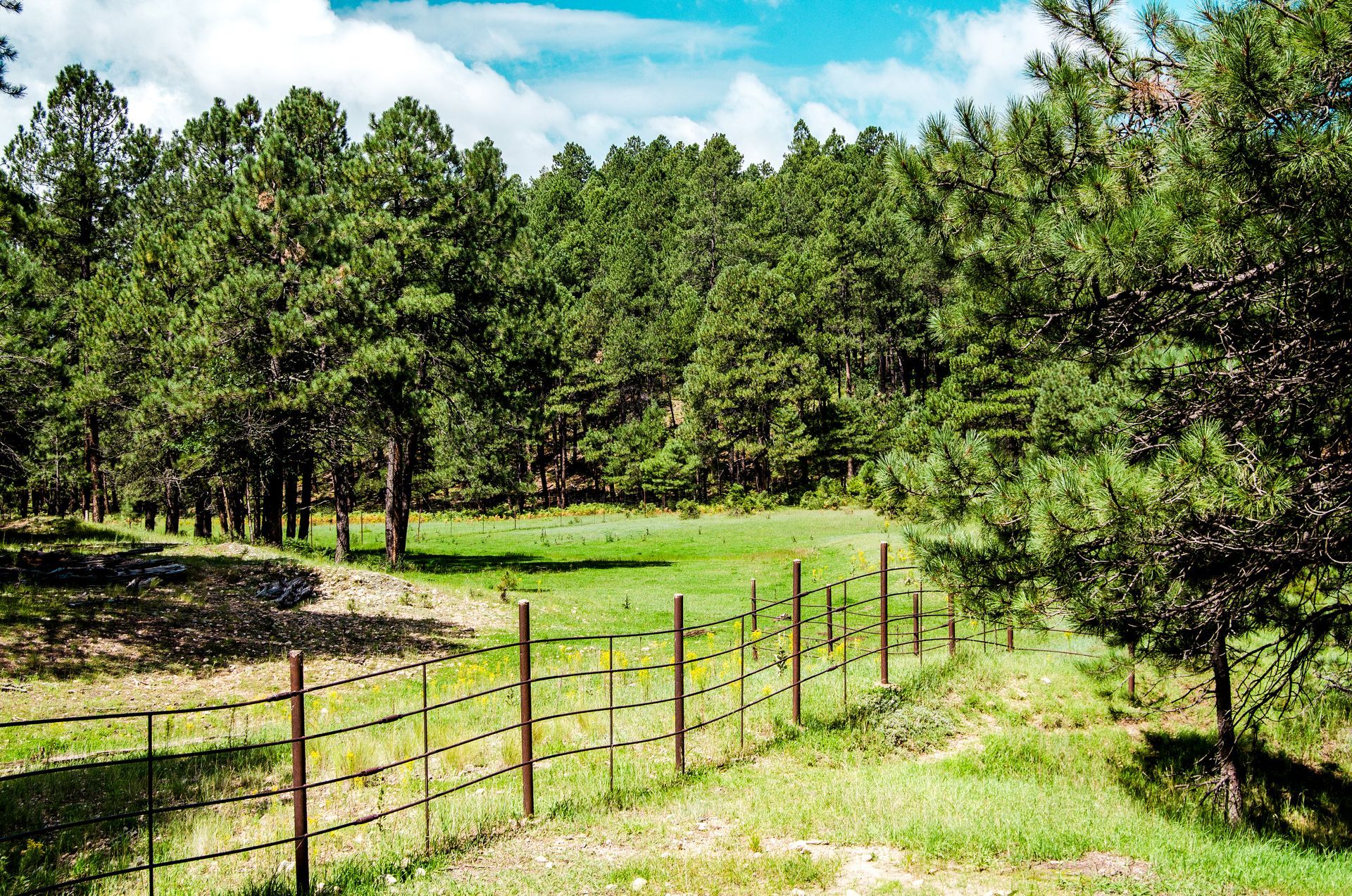 A forest with a grassy field and a wire fence under a blue sky.