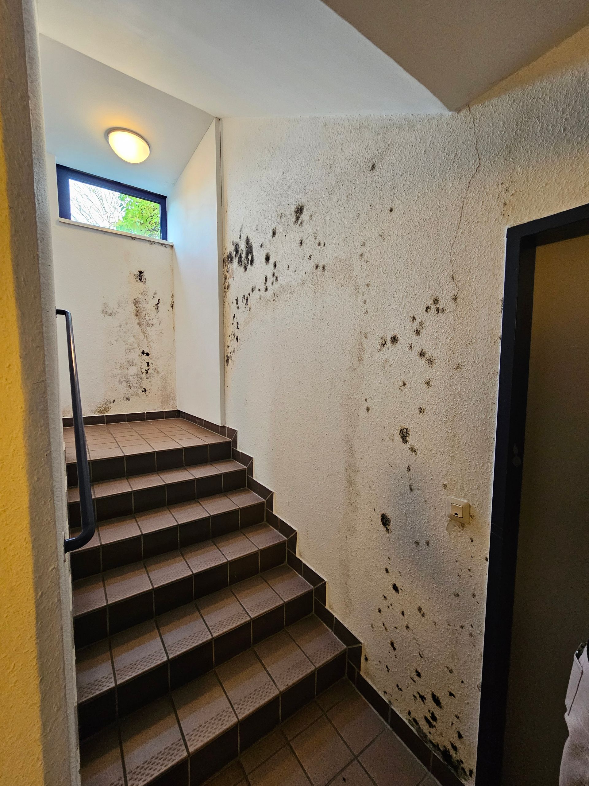 Eine schwach beleuchtete Innentreppe mit gefliesten Stufen und Wänden, die großflächig von dunklem Schimmel und Wasserschäden befallen sind.