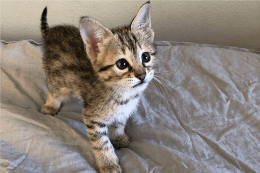 Savannah Breed Kitten name Eeny