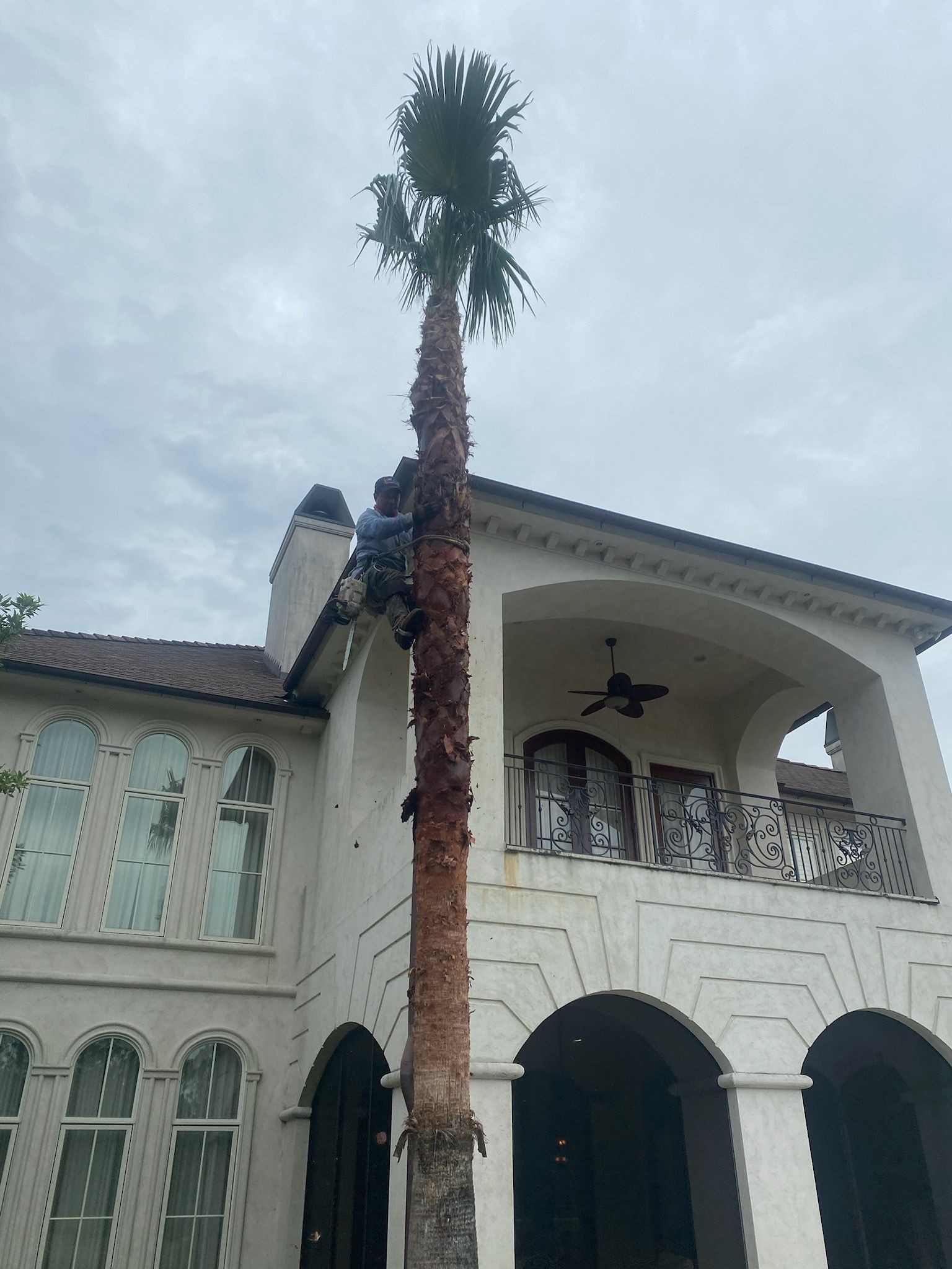 Palm Tree Pruning 