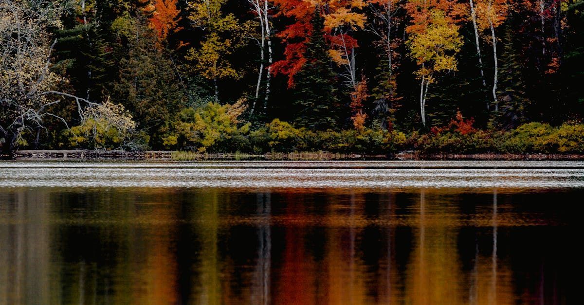 Un lac entouré d'arbres avec des feuilles d'automne se reflétant dans l'eau.