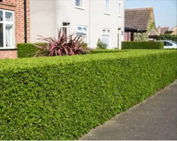 Tree Pruning & Hedge Trimming