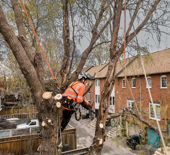 Tree surgeon