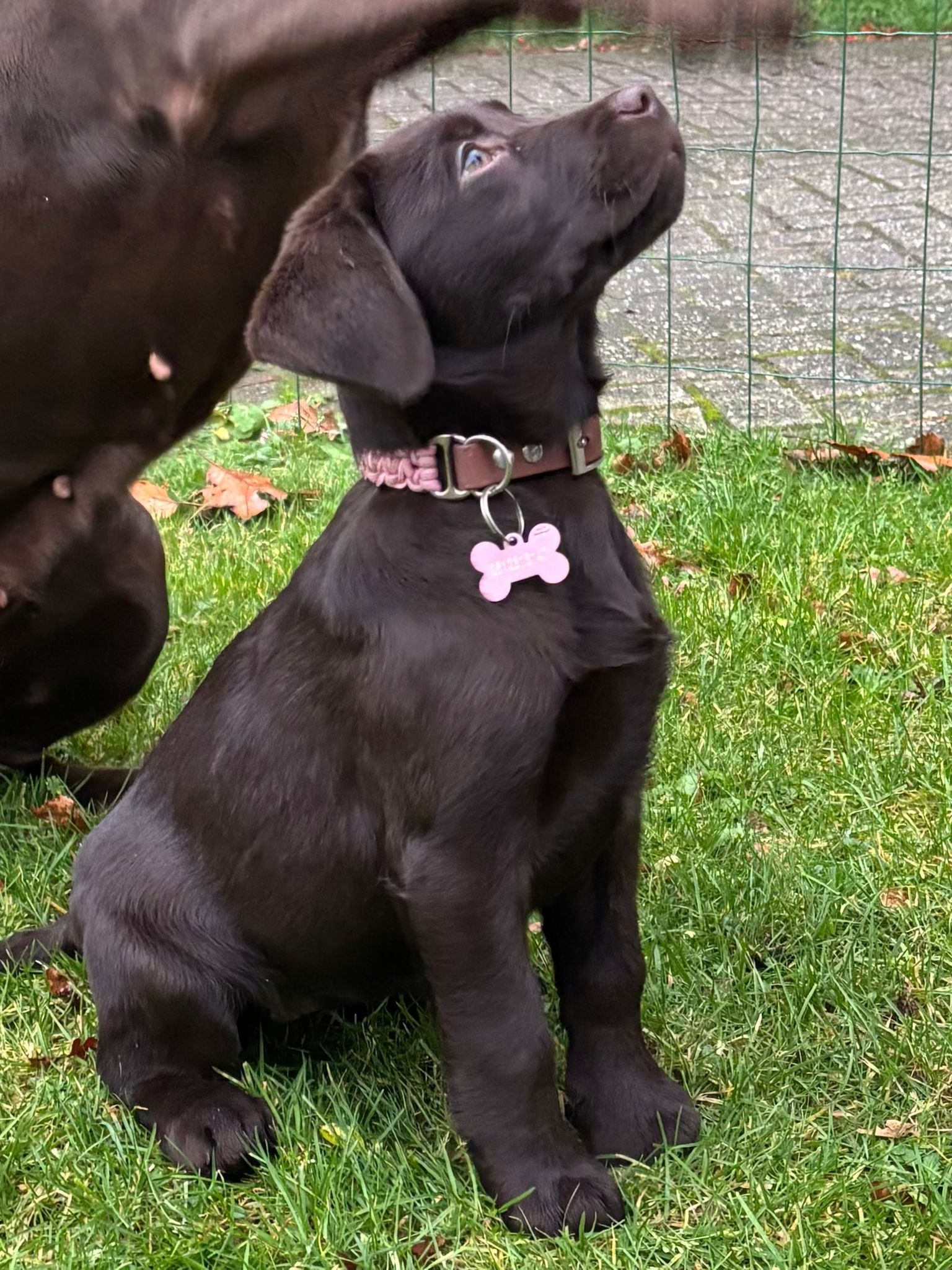 Puppy/nest benodigdheden