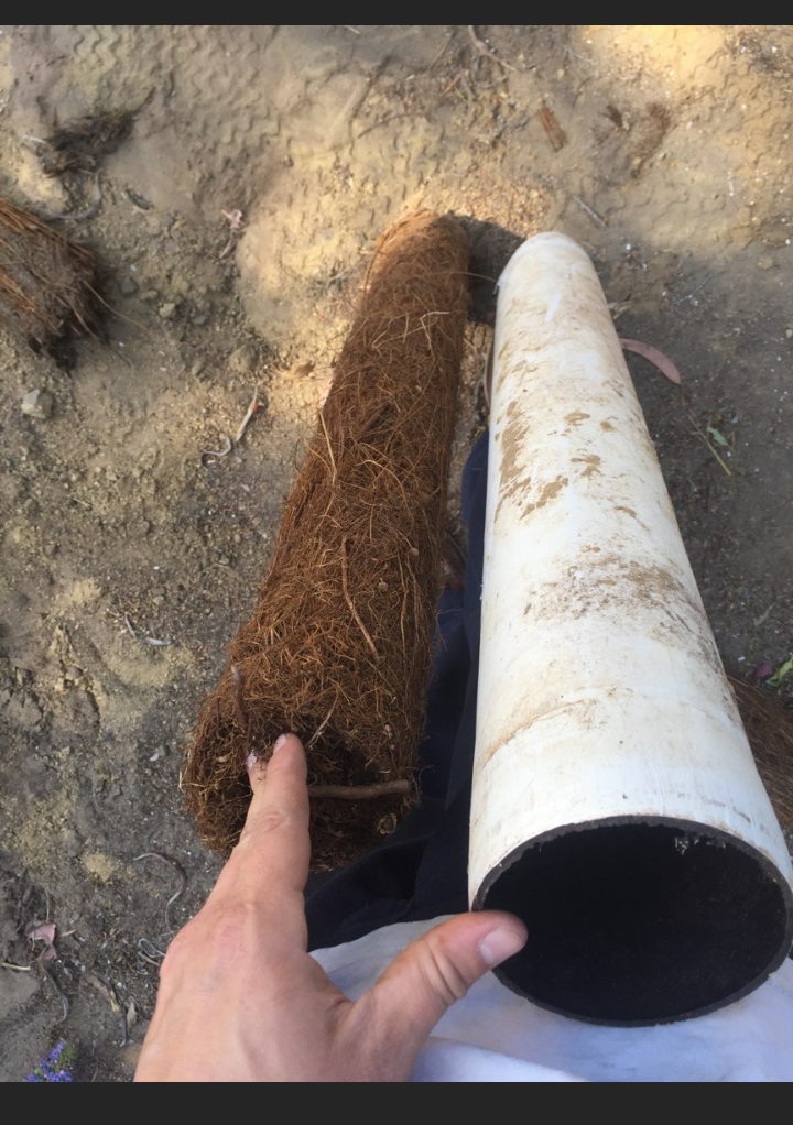 A person is holding a pipe with roots in it.