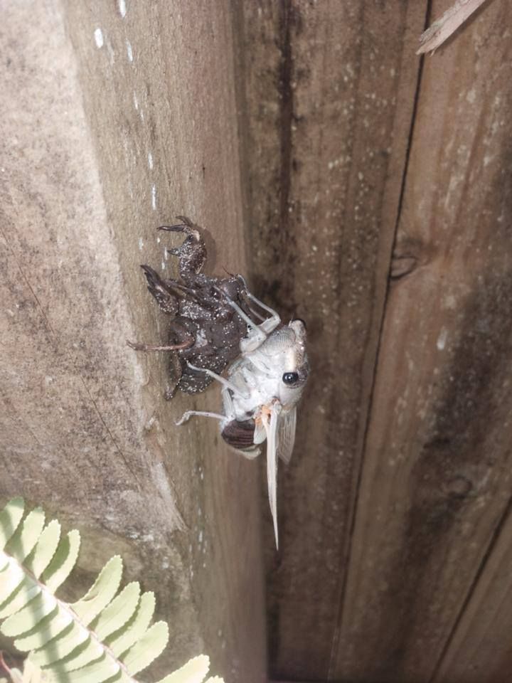 A Close Up Of A Bug With A Long Beak On A Wooden Surface — Thermal Imaging Pest Professionals In Raymond Terrace, NSW