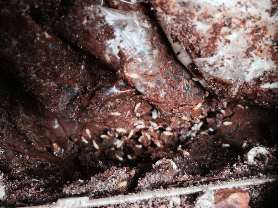 A Bunch Of Termites Are Crawling On A Piece Of Wood — Thermal Imaging Pest Professionals In Raymond Terrace, NSW