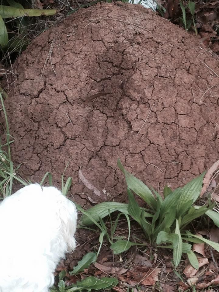 A Small White Dog Is Standing Next To A Large Pile Of Dirt — Thermal Imaging Pest Professionals In Raymond Terrace, NSW