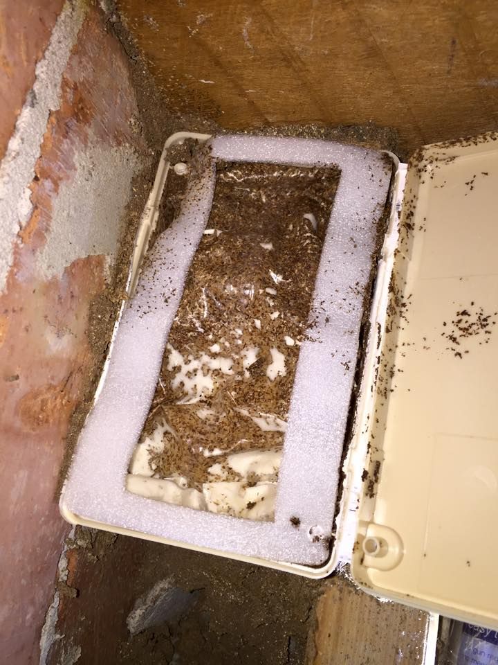 A Box Filled With Ants Is Sitting On The Floor Next To A Wall — Thermal Imaging Pest Professionals In Raymond Terrace, NSW