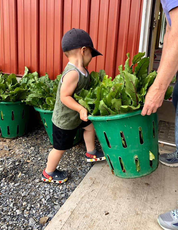 A little boy is pushing a green basket full of lettuce.