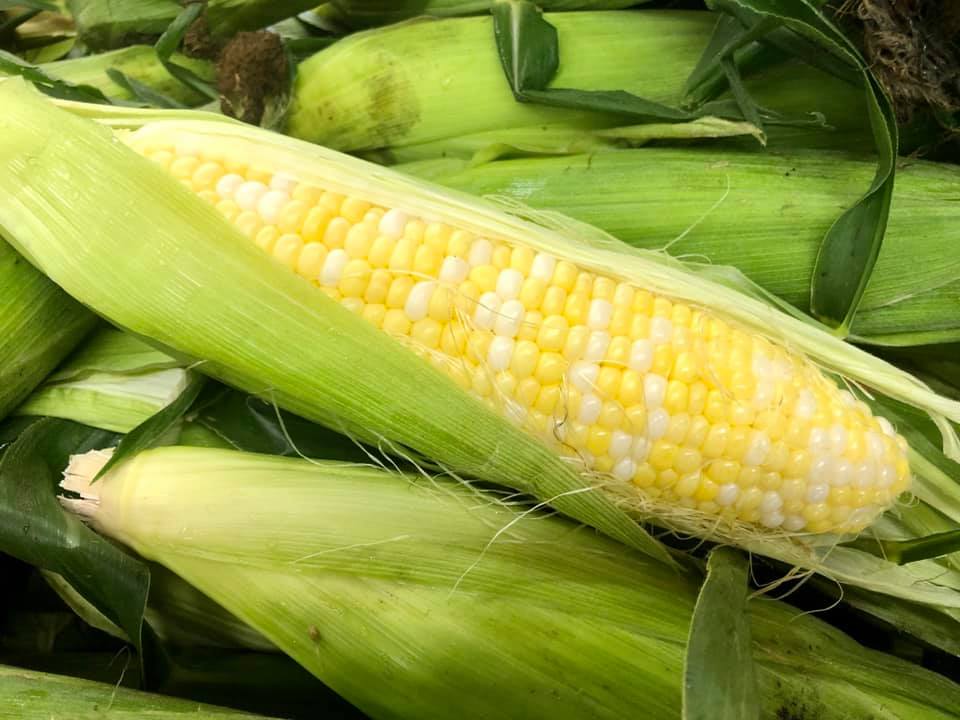 A close up of a corn on the cob with green leaves.