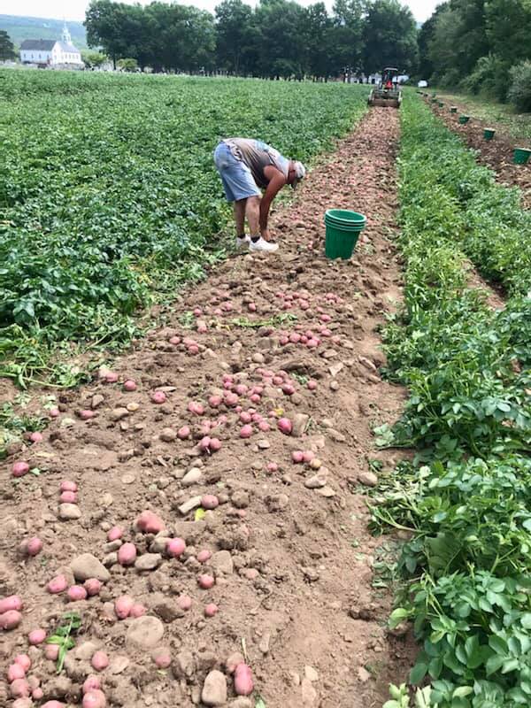 A man is picking potatoes in a field.