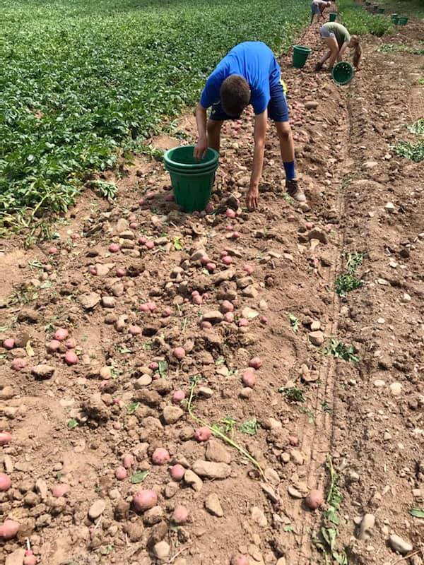 A group of people are picking potatoes in a field.