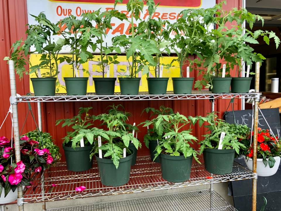 A bunch of potted plants are sitting on a metal rack.