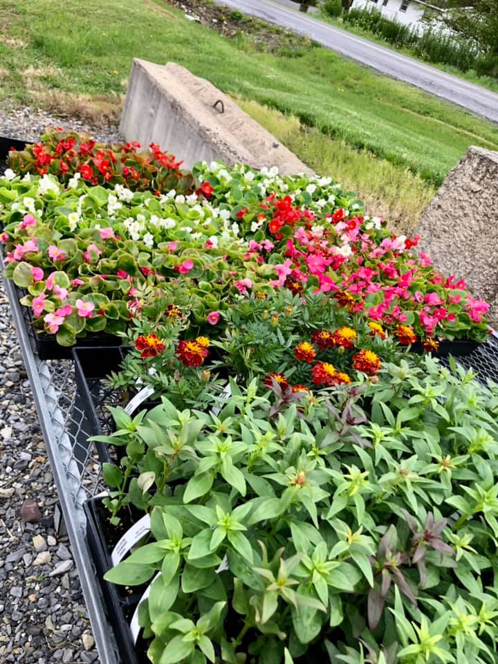A bunch of flowers are sitting on a tray on the ground.