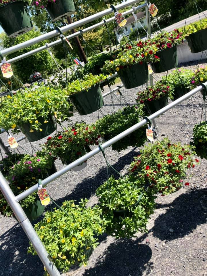 A row of hanging baskets filled with flowers in a garden center.