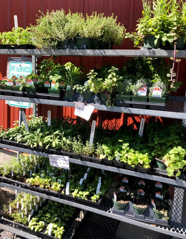 A shelf filled with lots of potted plants including herbs