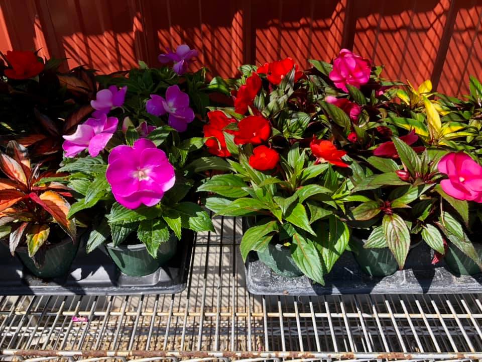 A bunch of potted flowers are sitting on a metal shelf.